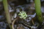 Floating marsh pennywort